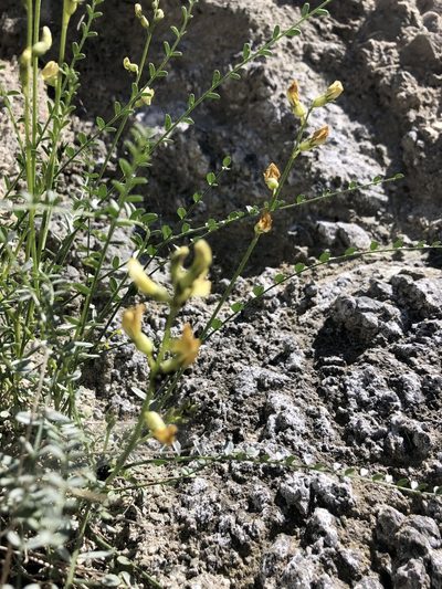 Astragalus tricarinatus, photographed by Melanie J. Davis
