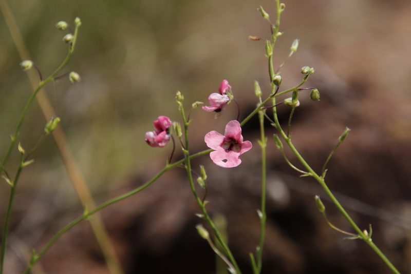 Diascia integerrima, photographed by Tony Rebelo