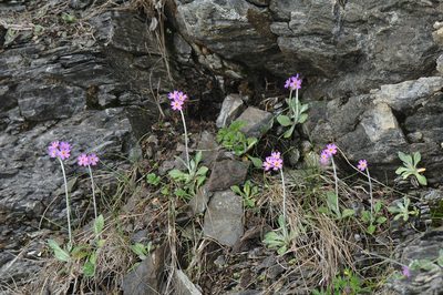 Primula laurentiana, photographed by Todd Boland