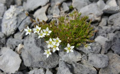Sabulina rubella, photographed by Todd Boland