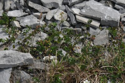 Thalictrum alpinum, photographed by Todd Boland