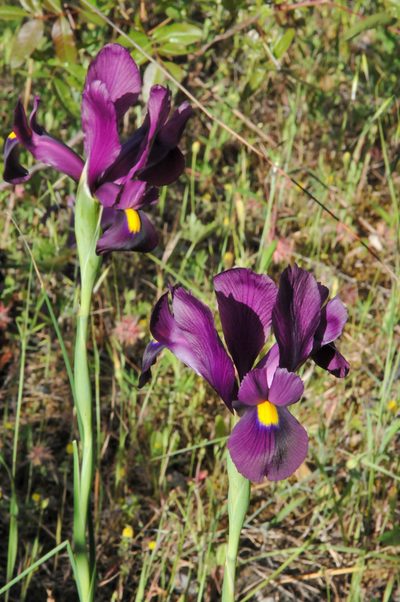 Iris filifolia, photographed by William Stephens