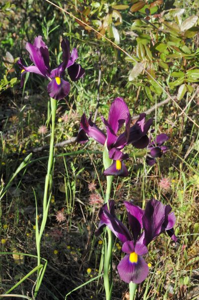 Iris filifolia, photographed by William Stephens