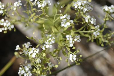 Lepidium huberi, photographed by John Gaskin