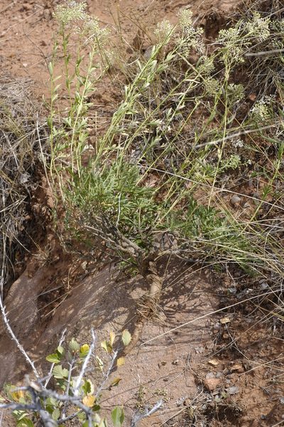Lepidium huberi, photographed by John Gaskin