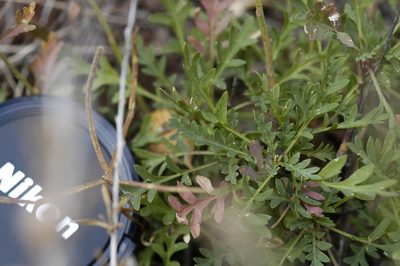 Lepidium huberi, photographed by John Gaskin