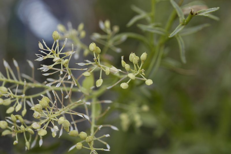 Lepidium huberi, photographed by John Gaskin