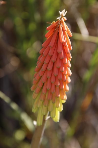 Kniphofia stricta, photographed by Tony Rebelo