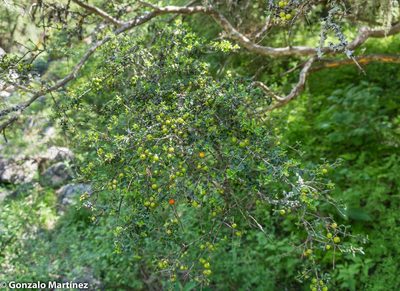 Myrcianthes minimifolia, photographed by Gonzalo Martinez