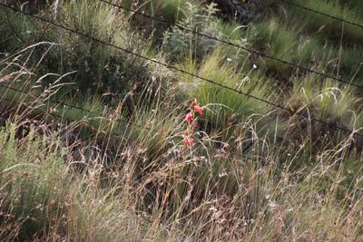 Gladiolus saundersii, photographed by Tony Rebelo