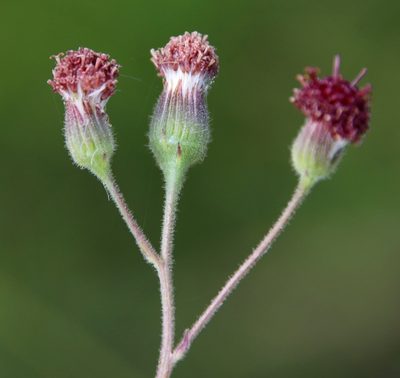 Senecio erubescens, photographed by Tony Rebelo