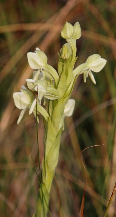 Habenaria epipactidea, photographed by Tony Rebelo