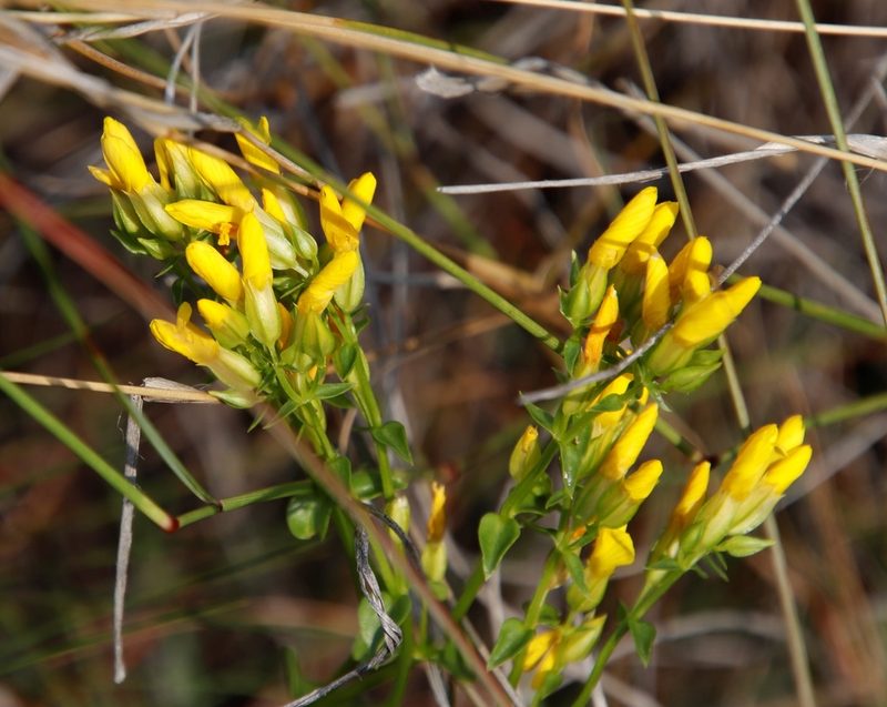 Sebaea natalensis, photographed by Tony Rebelo