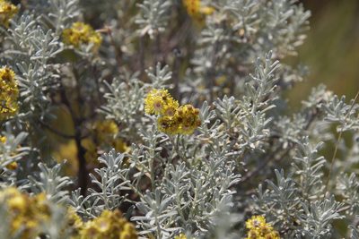 Helichrysum trilineatum, photographed by Tony Rebelo