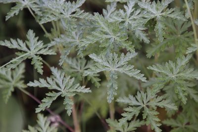 Geranium robustum, photographed by Tony Rebelo