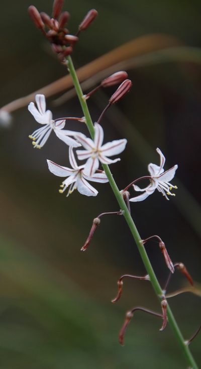 Trachyandra asperata, photographed by Tony Rebelo