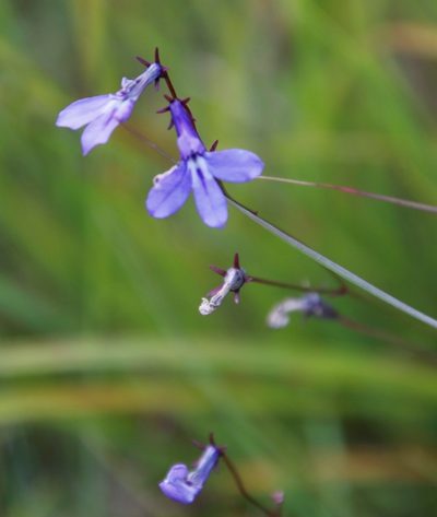 Lobelia laxa, photographed by Tony Rebelo