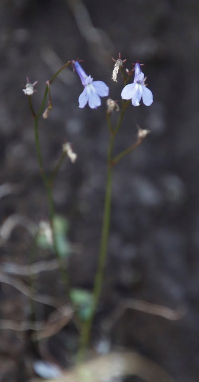 Lobelia laxa, photographed by Tony Rebelo