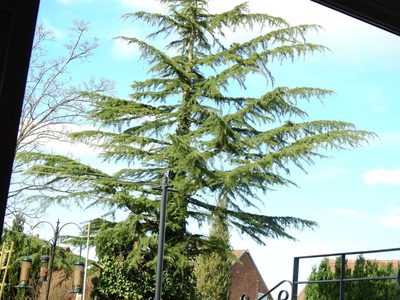 Cedrus deodara, photographed by Susan Marley