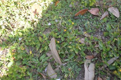 Sida ulmifolia, photographed by brycelee