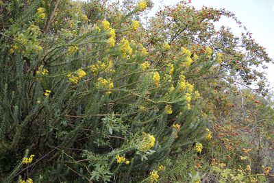 Euryops tysonii, photographed by Tony Rebelo