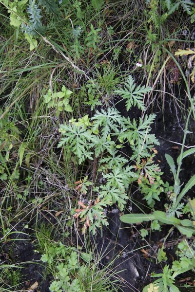 Geranium drakensbergense, photographed by Tony Rebelo