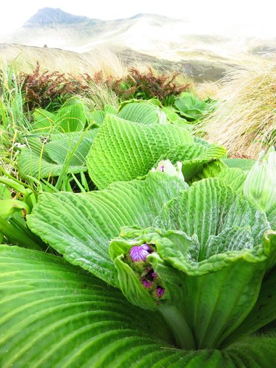 Pleurophyllum speciosum, photographed by n_armstrong