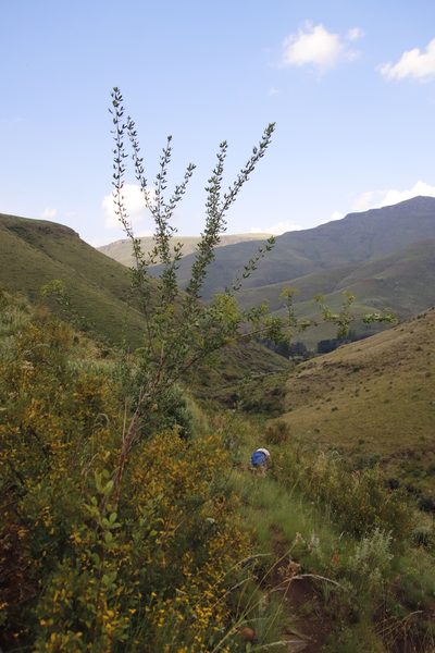 Polemannia simplicior, photographed by Tony Rebelo