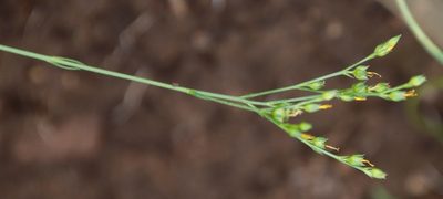 Linum thunbergii, photographed by Tony Rebelo