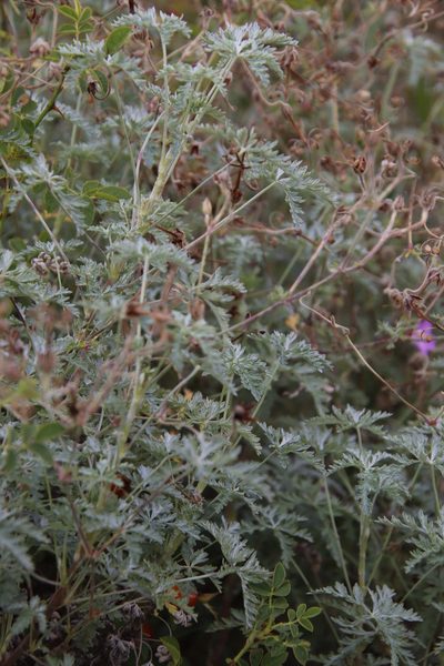 Geranium robustum, photographed by Tony Rebelo
