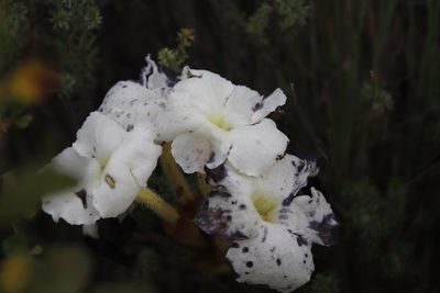 Harveya speciosa, photographed by Tony Rebelo