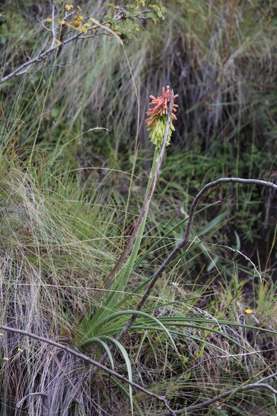 Kniphofia stricta, photographed by Tony Rebelo