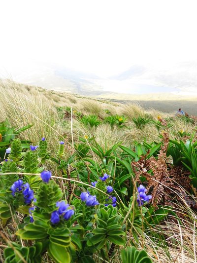 Veronica benthamii, photographed by n_armstrong