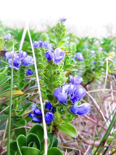 Veronica benthamii, photographed by n_armstrong