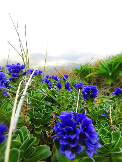 Veronica benthamii, photographed by n_armstrong