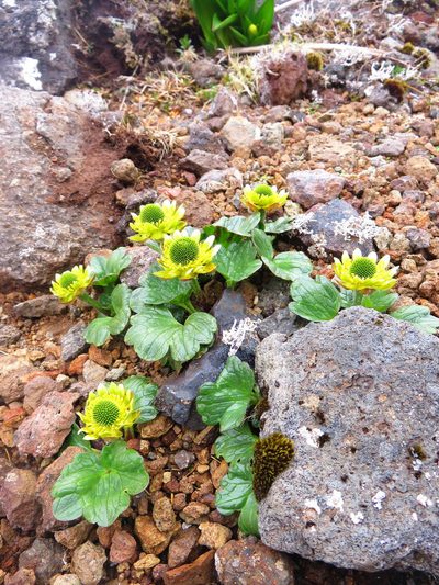 Ranunculus pinguis, photographed by n_armstrong