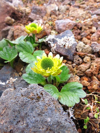Ranunculus pinguis, photographed by n_armstrong
