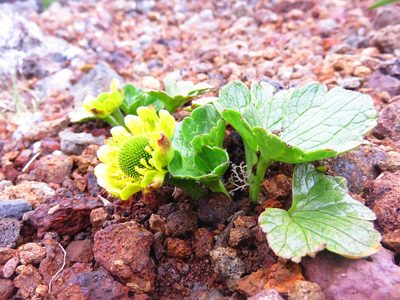 Ranunculus pinguis, photographed by n_armstrong