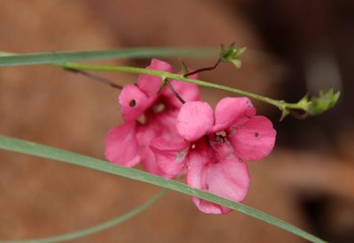 Diascia integerrima, photographed by Tony Rebelo