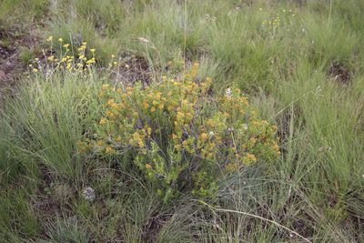 Helichrysum trilineatum, photographed by Tony Rebelo