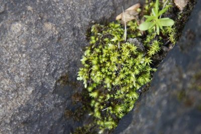 Bartramia breutelii, photographed by Tony Rebelo