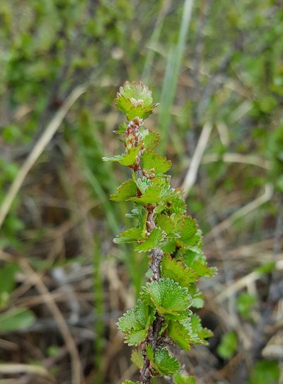 Betula michauxii, photographed by Todd Boland