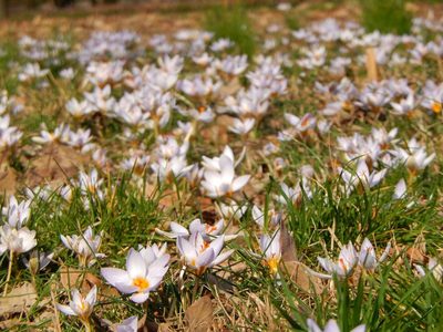 Crocus biflorus, photographed by Luca Fornasari