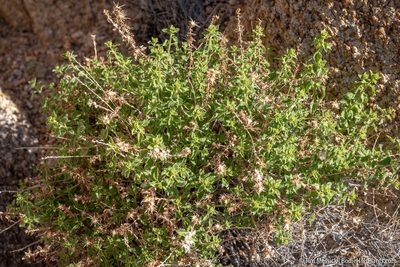 Brickellia microphylla, photographed by Tim Messick