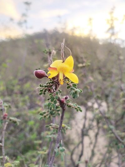 Erythrostemon palmeri, photographed by Tereka Lasso
