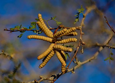 Strombocarpa pubescens, photographed by Alan Rockefeller