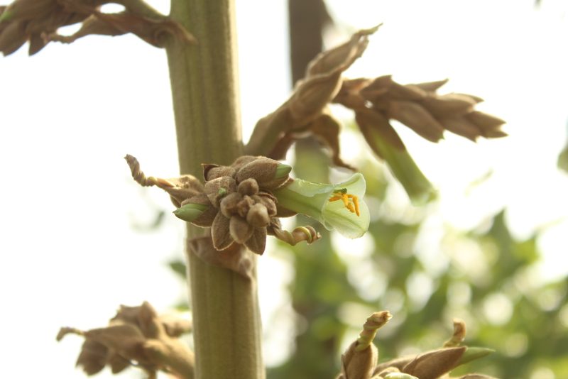 Puya bicolor, photographed by Andrés Ramírez-Barrera