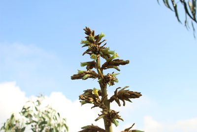 Puya bicolor, photographed by Andrés Ramírez-Barrera
