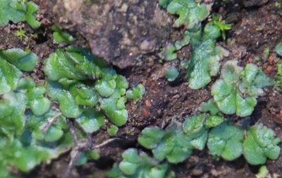 Cryptomitrium tenerum, photographed by Millie Basden