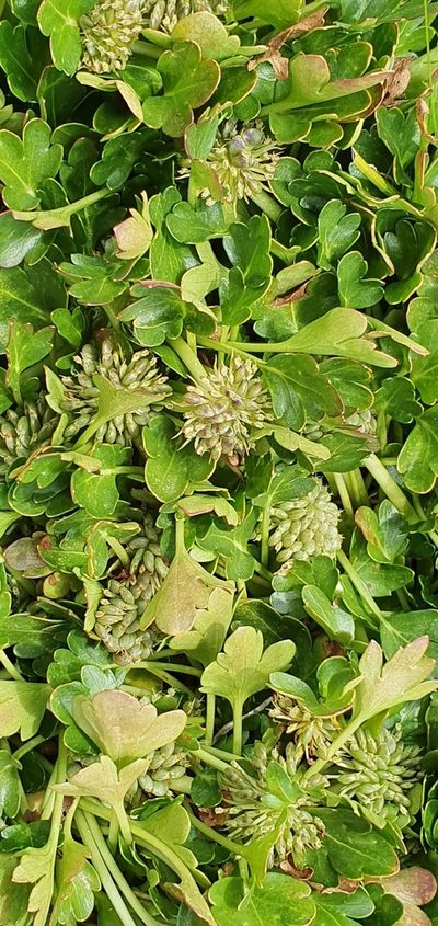 Trachymene humilis, photographed by ianrainbow